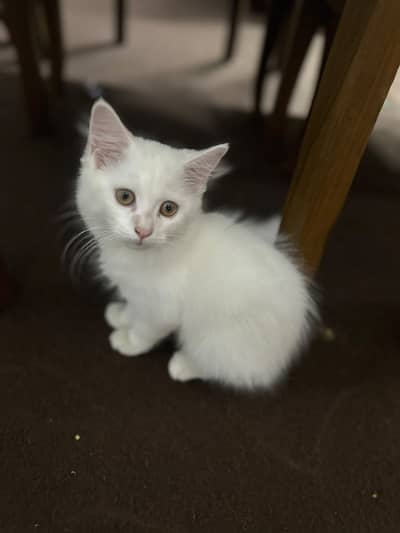 3 Months  age Persian triple coated Comple Vaccination hvi vi ha. .