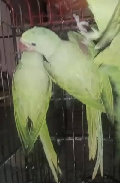 Kashmir raw parrot male and females