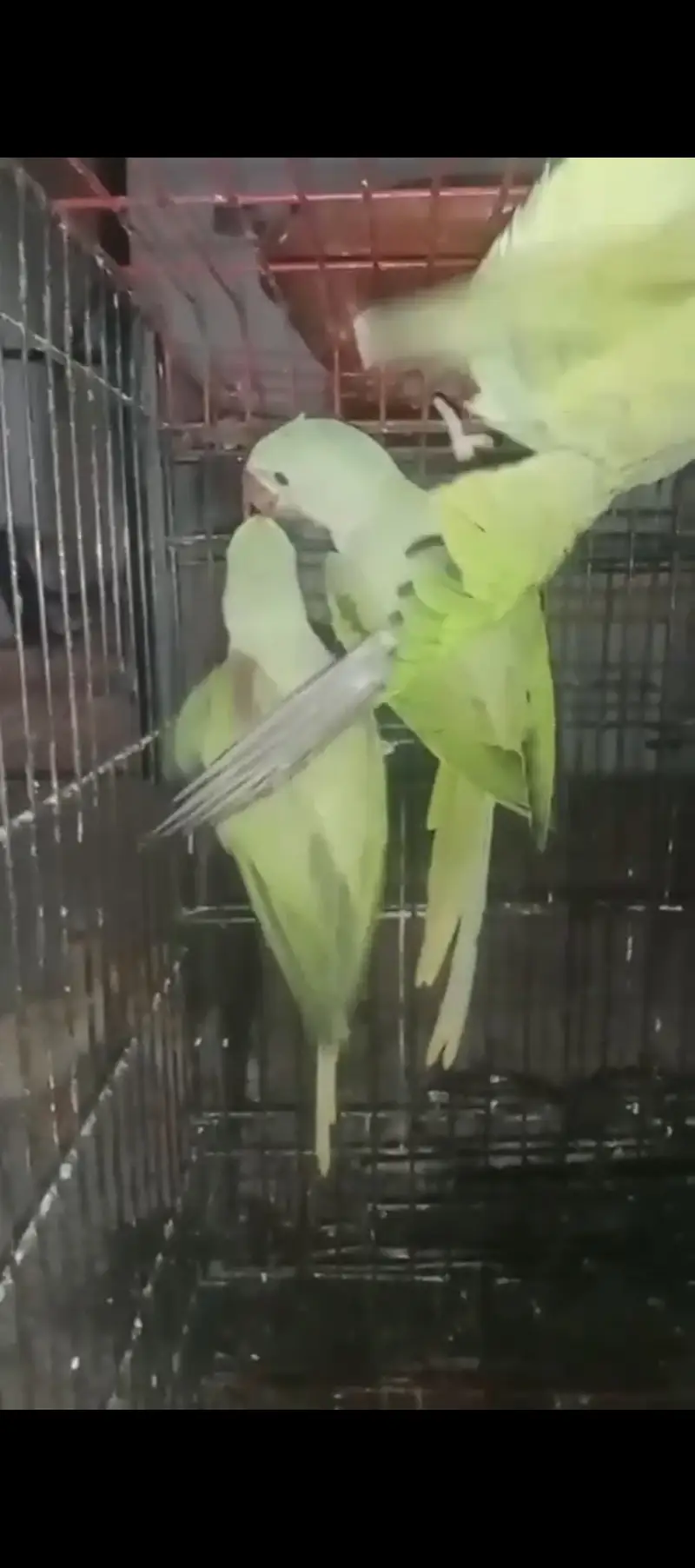 Kashmir raw parrot male and females — photo 2