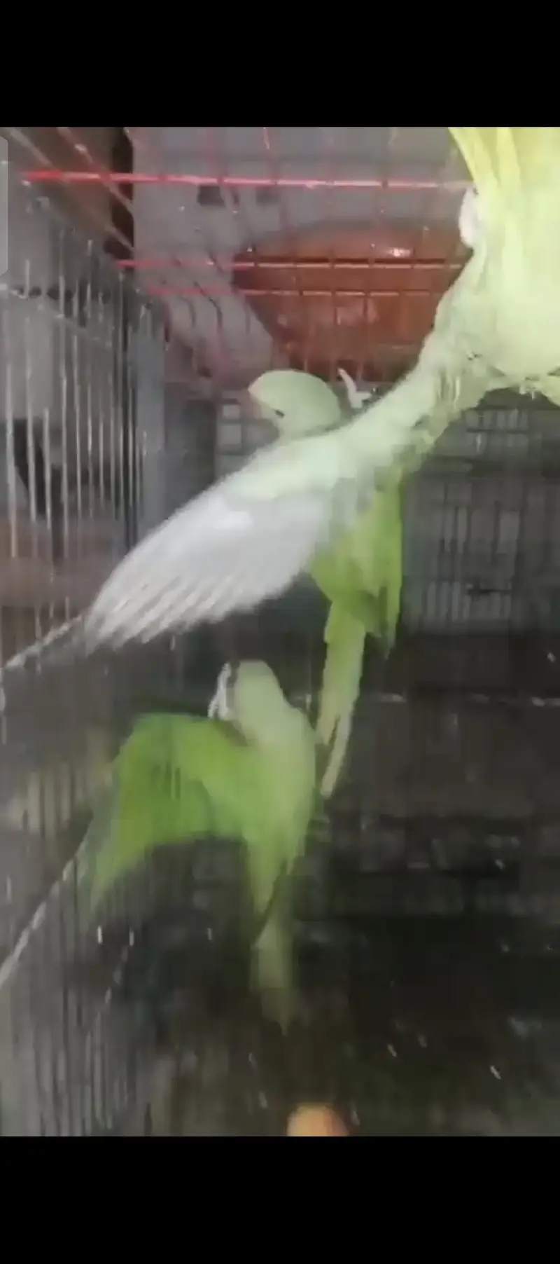 Kashmir raw parrot male and females — photo 3