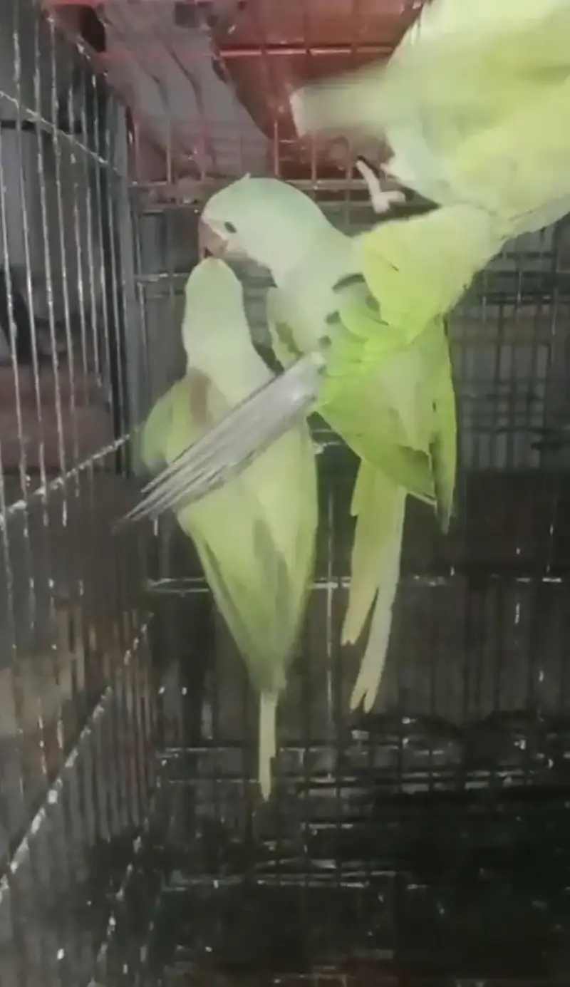 Kashmir raw parrot male and females — photo 4