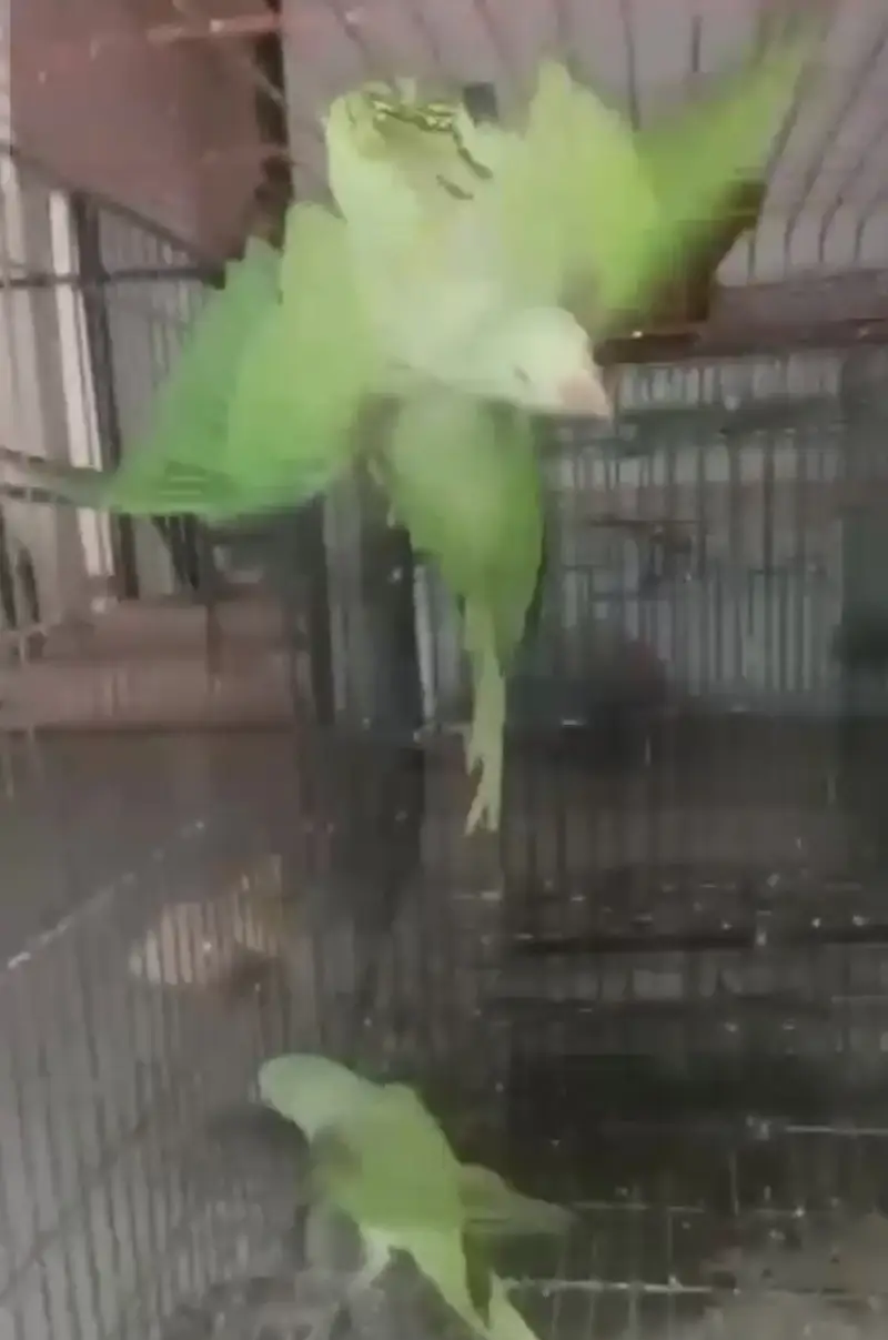 Kashmir raw parrot male and females — photo 5