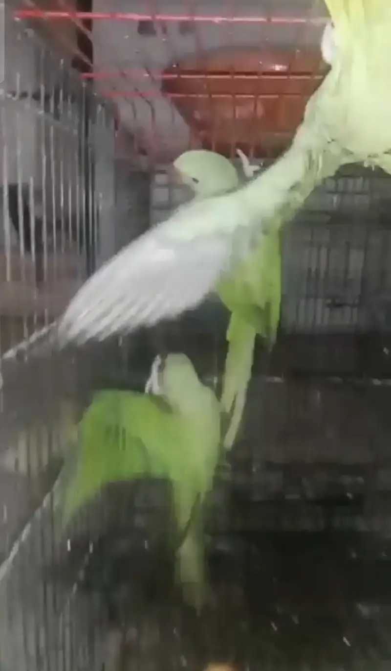 Kashmir raw parrot male and females — photo 6