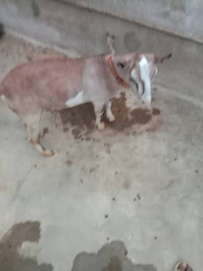 Bakra