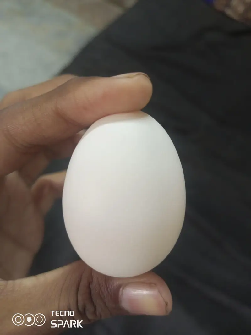 FERTILE EGGS FOR ASEEL