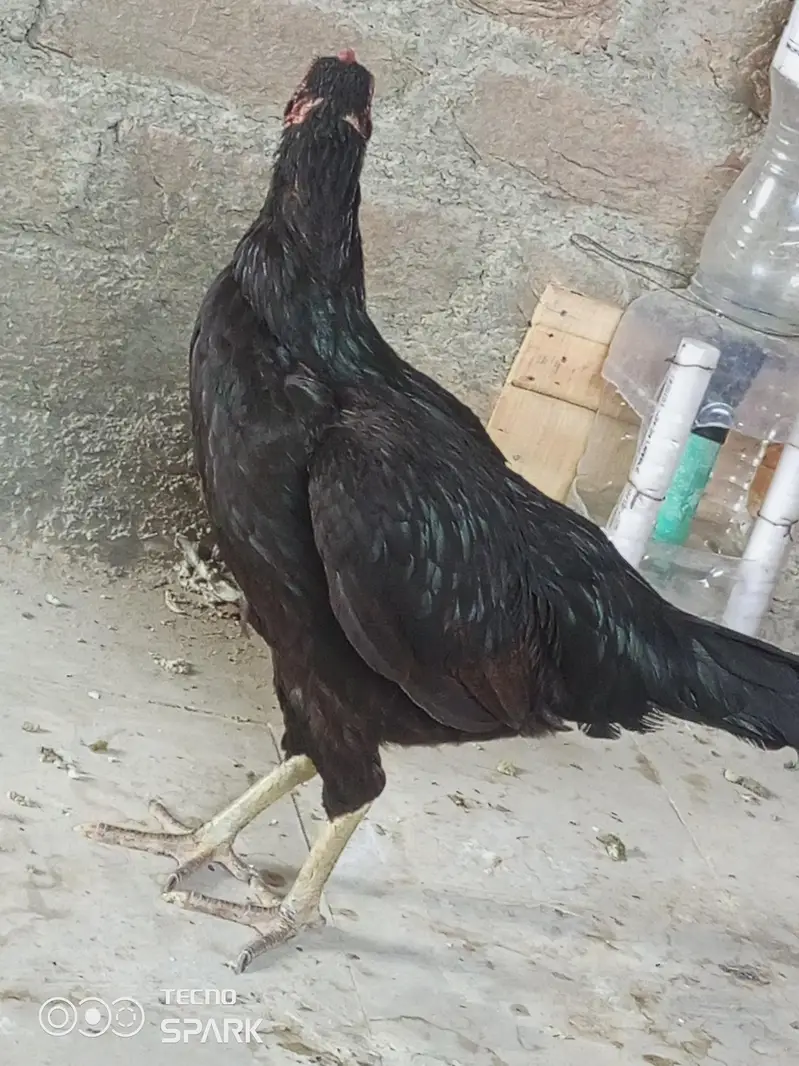 FERTILE EGGS FOR ASEEL — photo 2