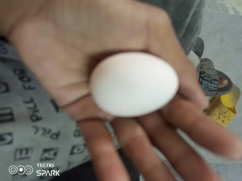 FERTILE EGGS FOR ASEEL — photo 3