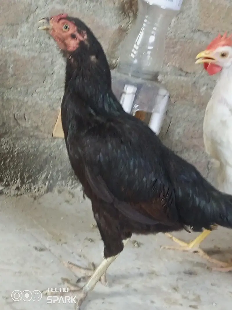 FERTILE EGGS FOR ASEEL — photo 4