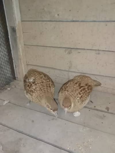 Dakhani Teetar Breeder Pair