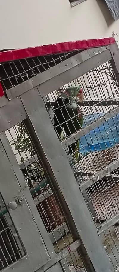 breeding Raw parrots pair
