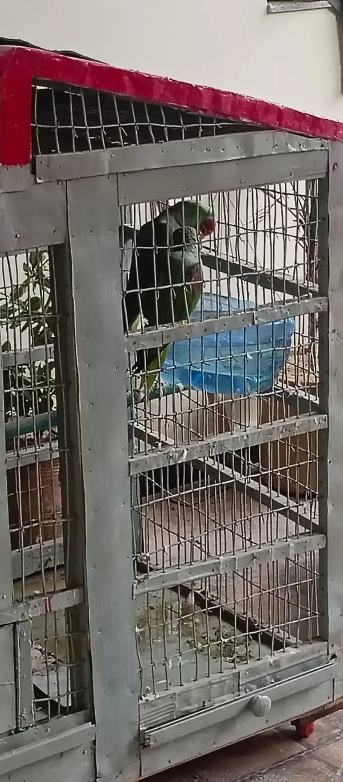 breeding Raw parrots pair — photo 2