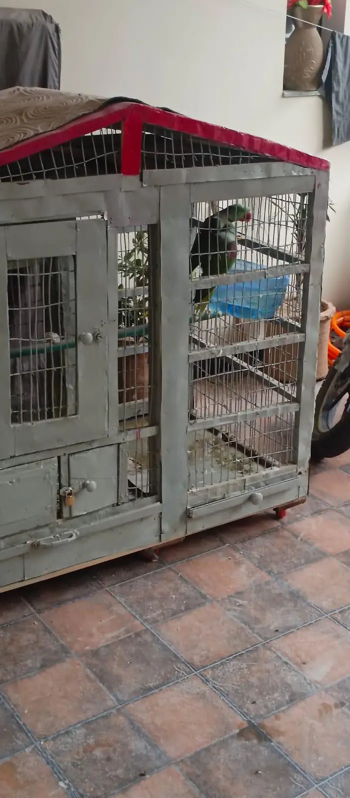 breeding Raw parrots pair — photo 3