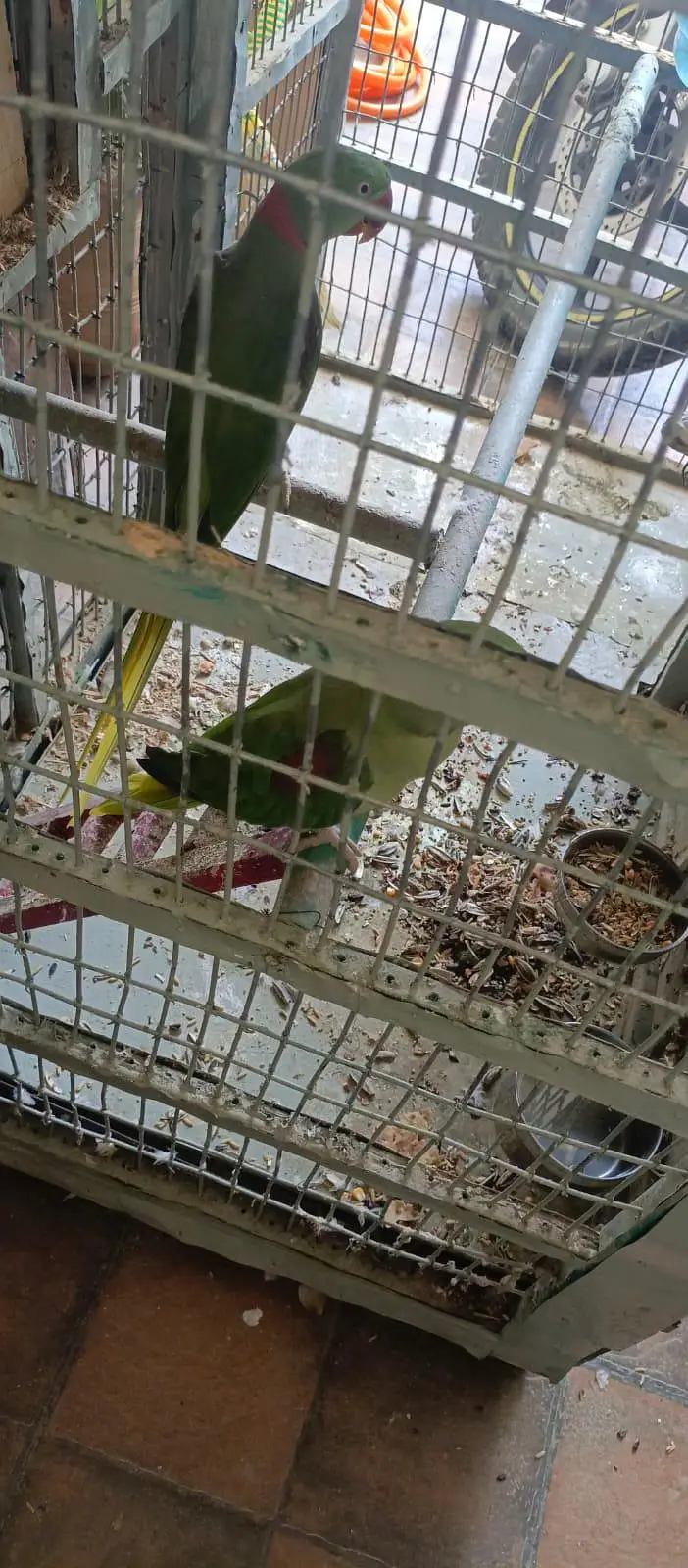 breeding Raw parrots pair — photo 4