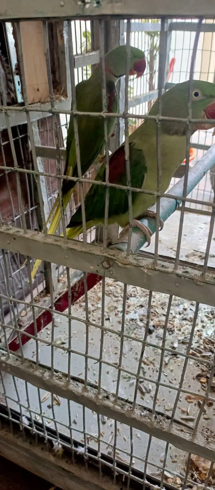 breeding Raw parrots pair — photo 5