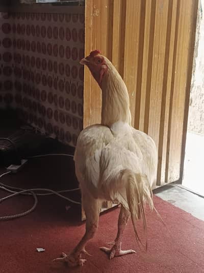 white aseel murga for sale