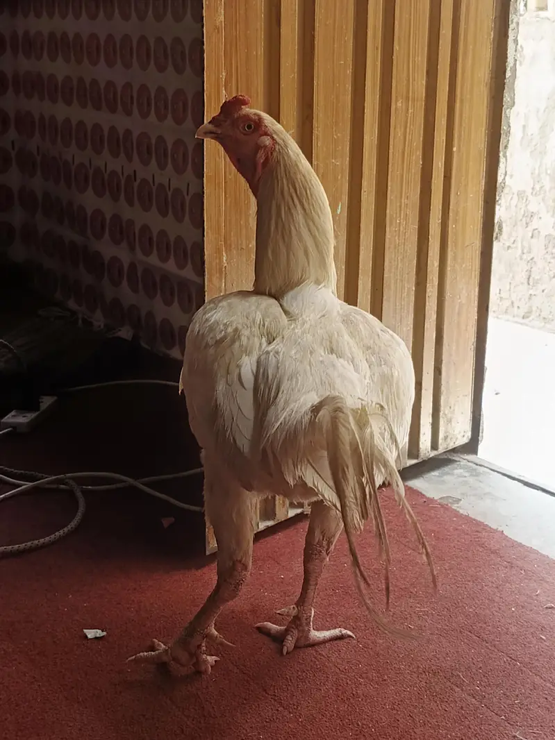 white aseel murga for sale — photo 2