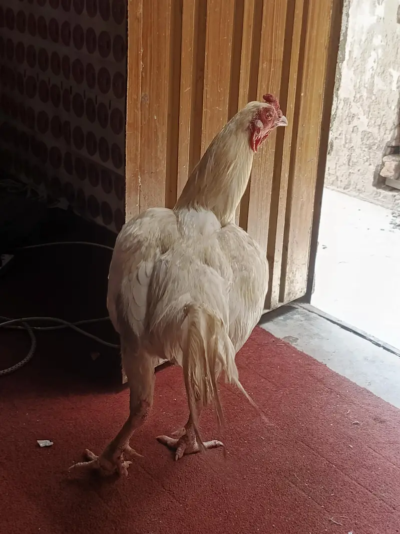 white aseel murga for sale — photo 3