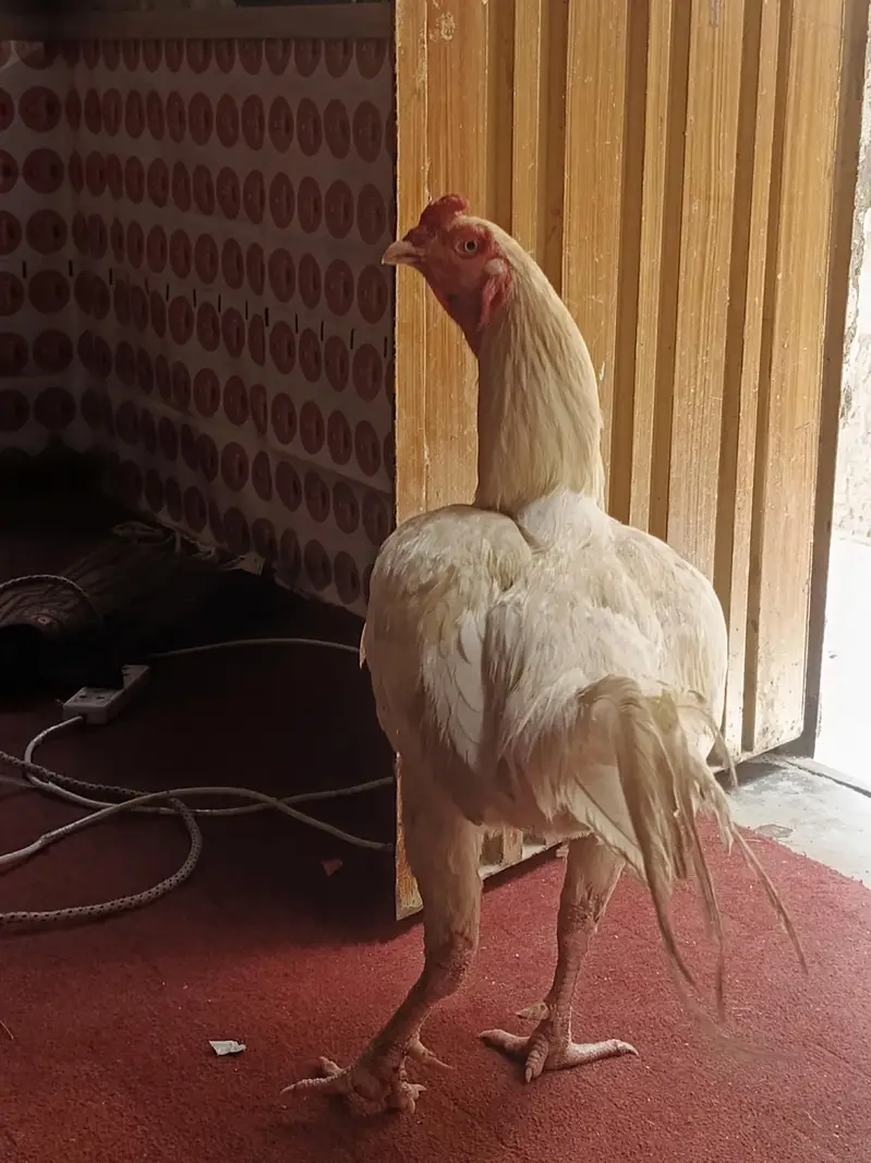 white aseel murga for sale — photo 4