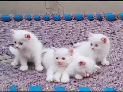 for sale kitten
