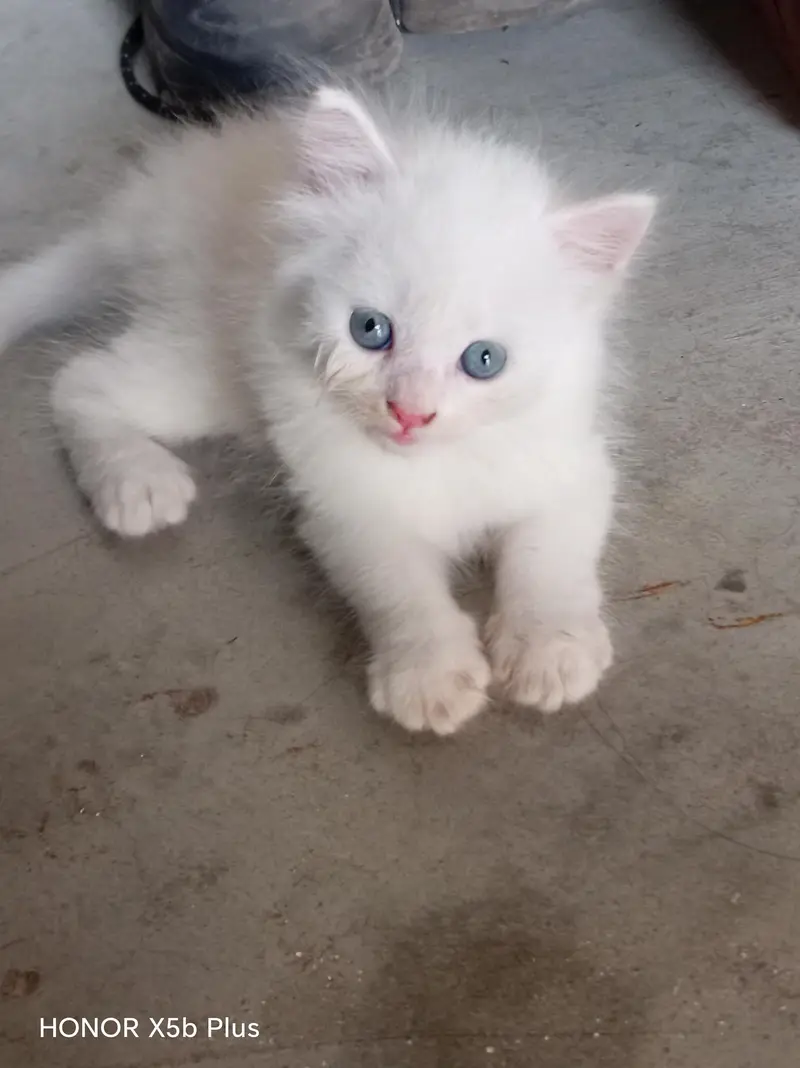 for sale kitten — photo 2