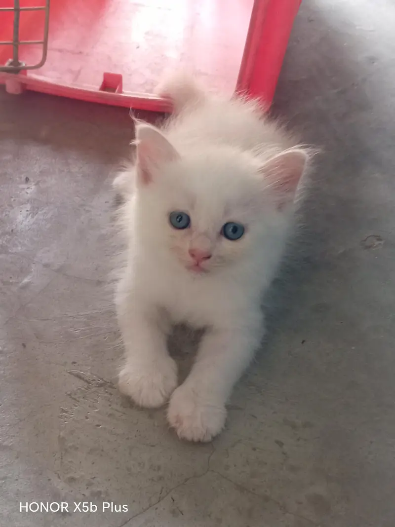 for sale kitten — photo 3