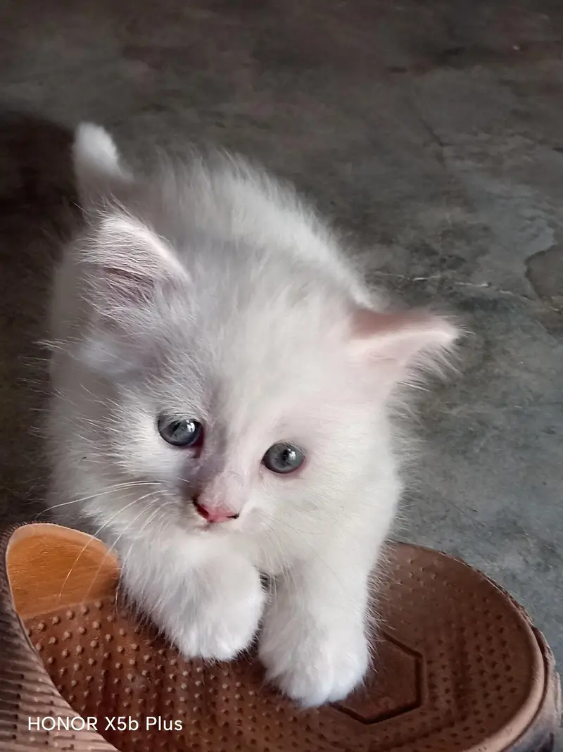 for sale kitten — photo 4