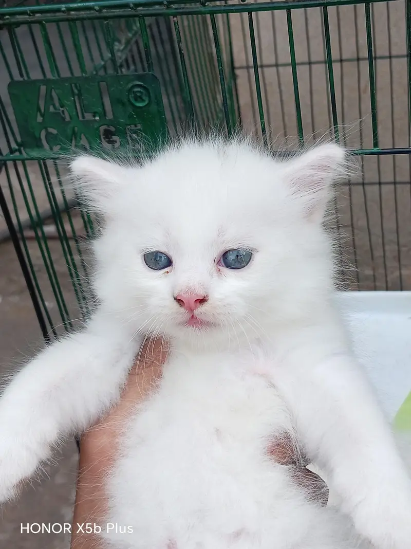 for sale kitten — photo 5