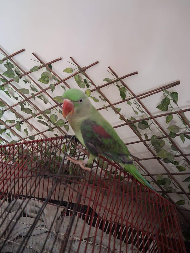 parrot 0