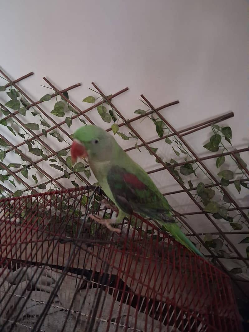 parrot 1