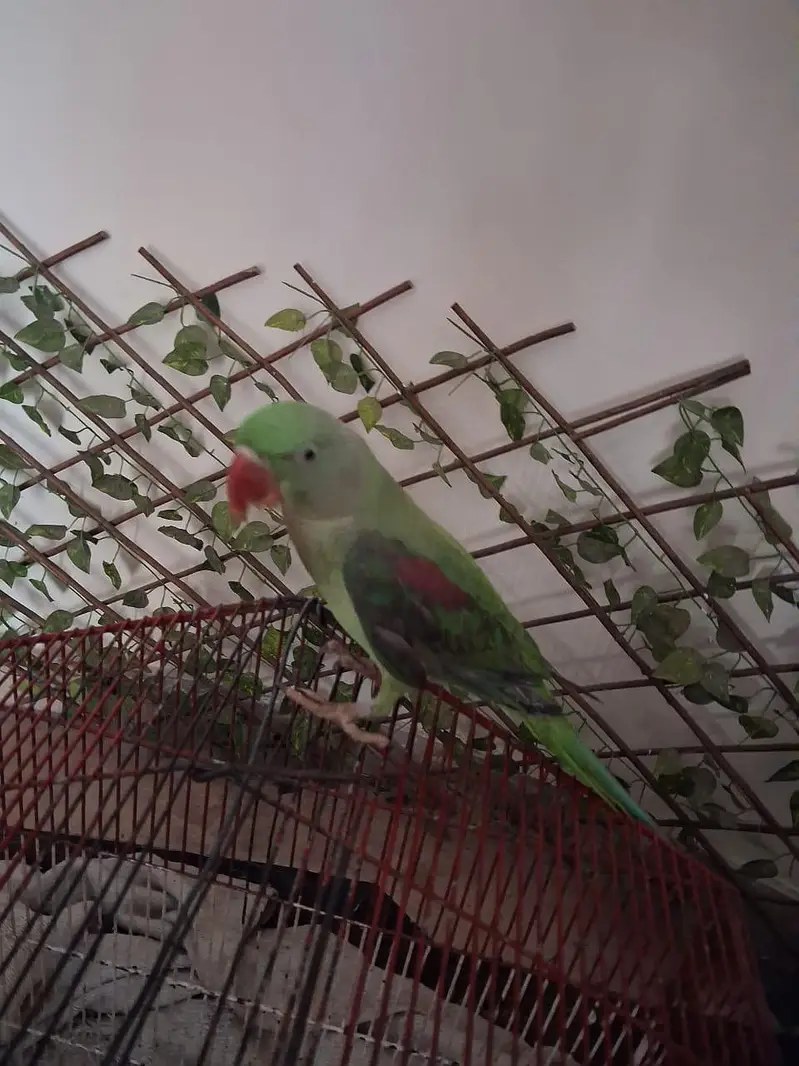parrot — photo 2