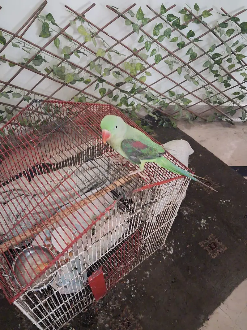 parrot — photo 3