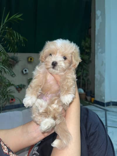 shihtzu puppy available pee poop trained
