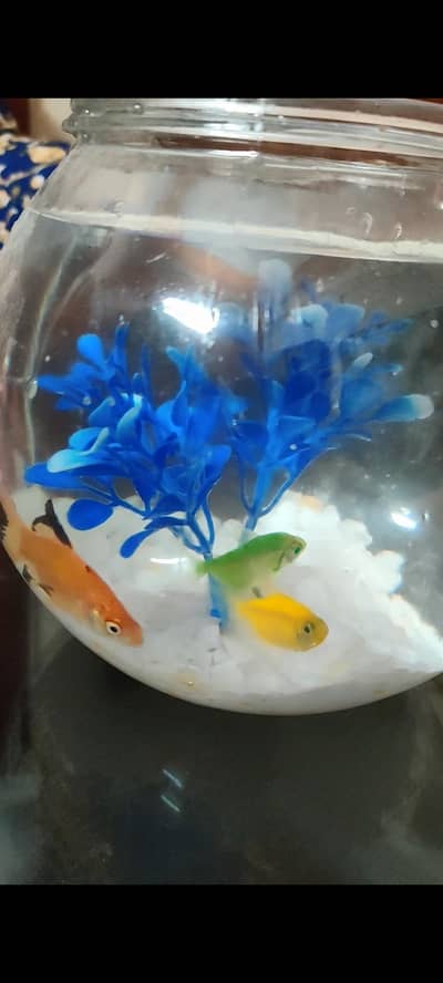 Fish bowl aquarium with 4 colorful fshes