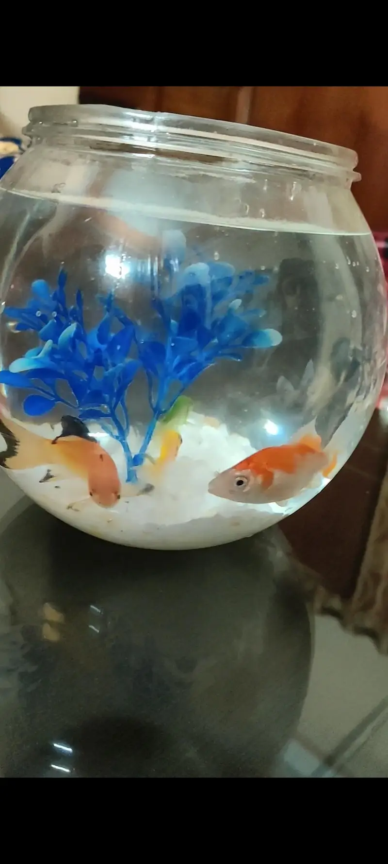 Fish bowl aquarium with 4 colorful fshes — photo 2