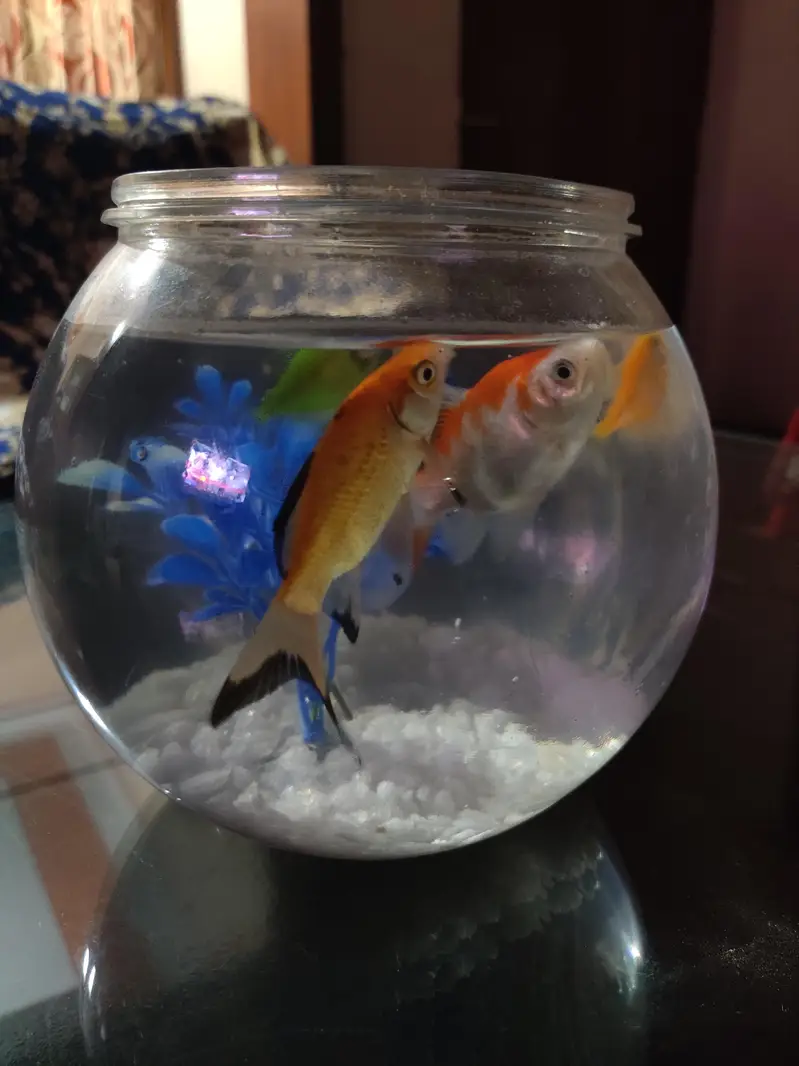 Fish bowl aquarium with 4 colorful fshes — photo 3