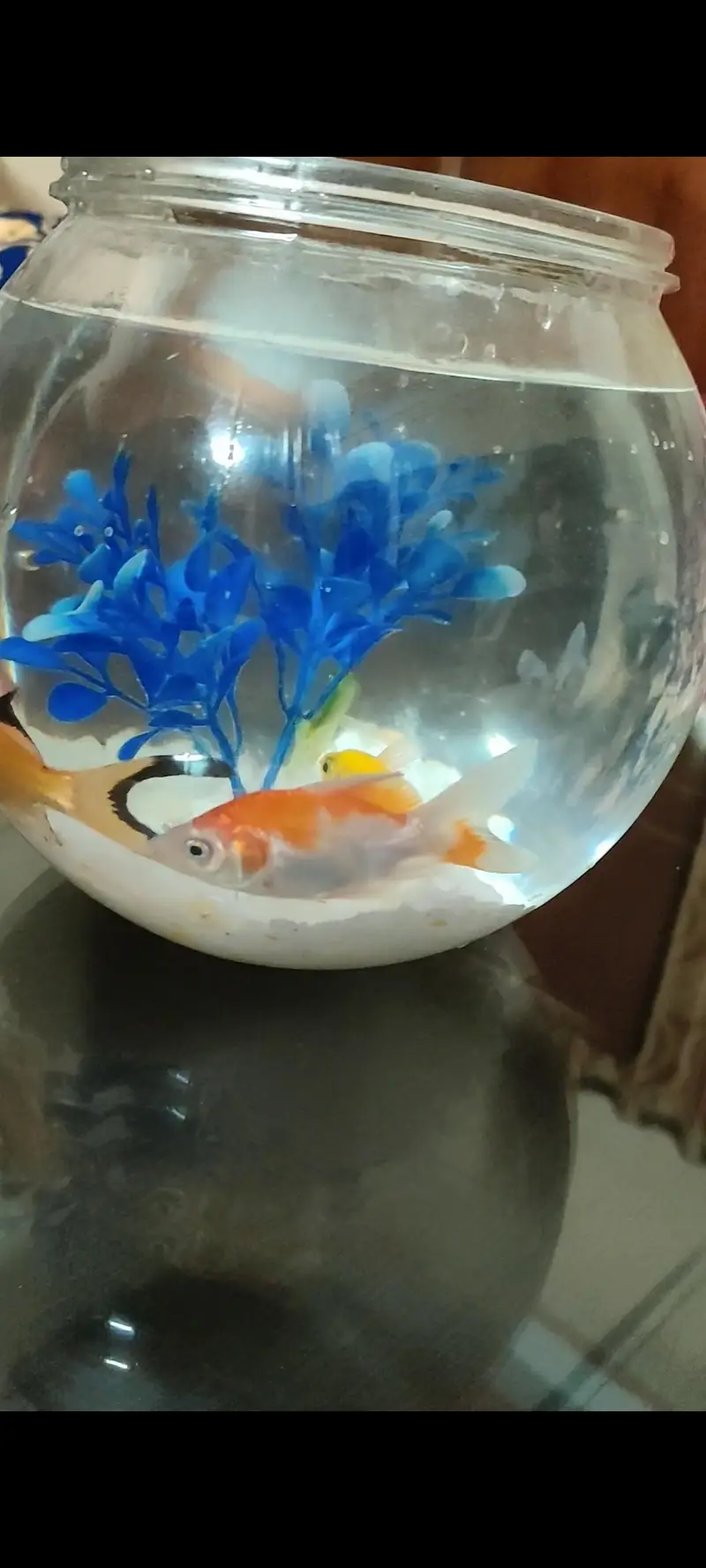 Fish bowl aquarium with 4 colorful fshes — photo 4