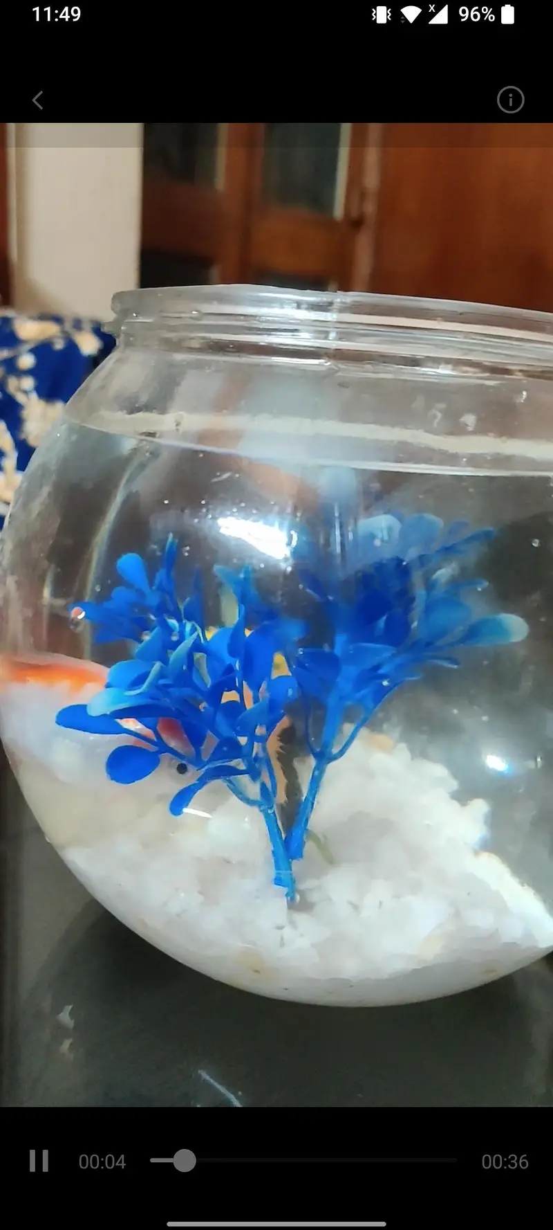 Fish bowl aquarium with 4 colorful fshes — photo 5