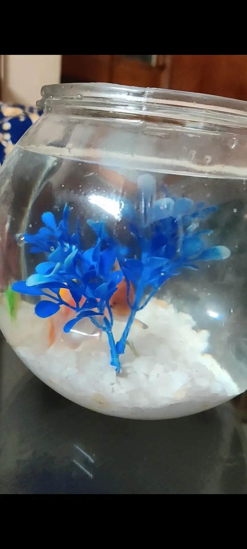 Fish bowl aquarium with 4 colorful fshes — photo 6