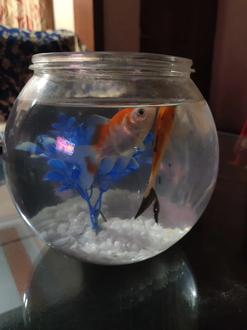Fish bowl aquarium with 4 colorful fshes — photo 7