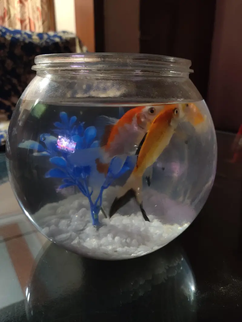 Fish bowl aquarium with 4 colorful fshes — photo 8