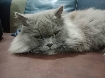 Balo cat