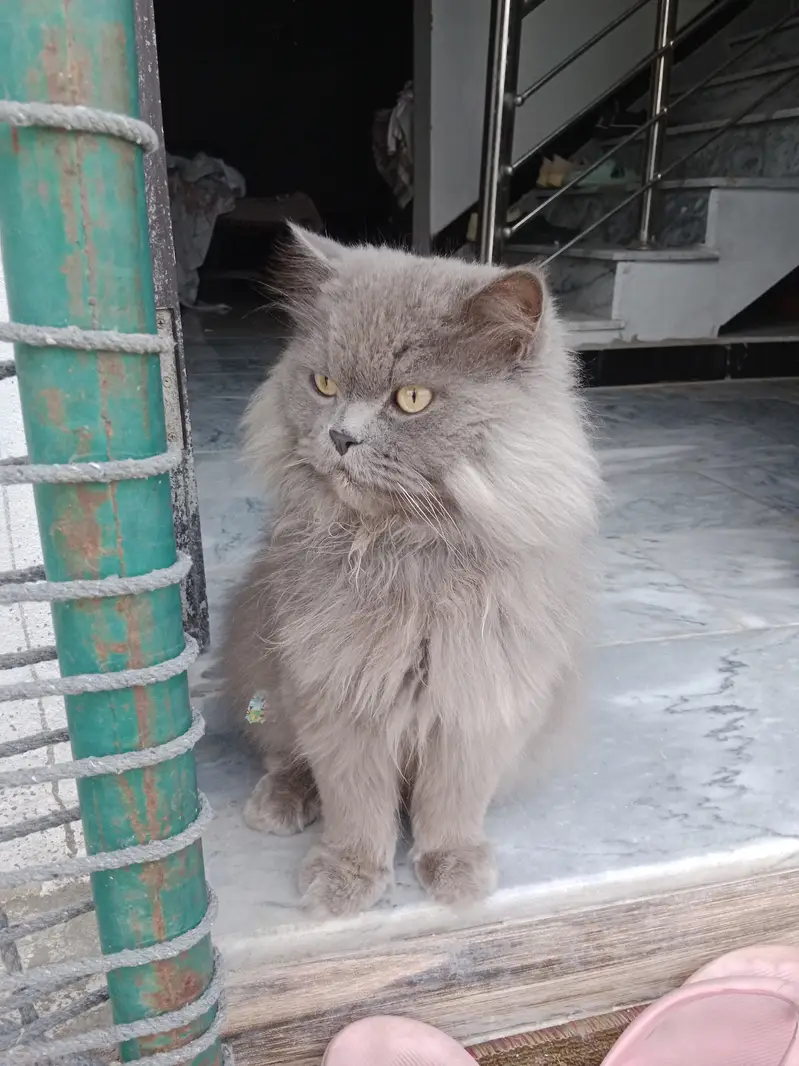 Balo cat — photo 2