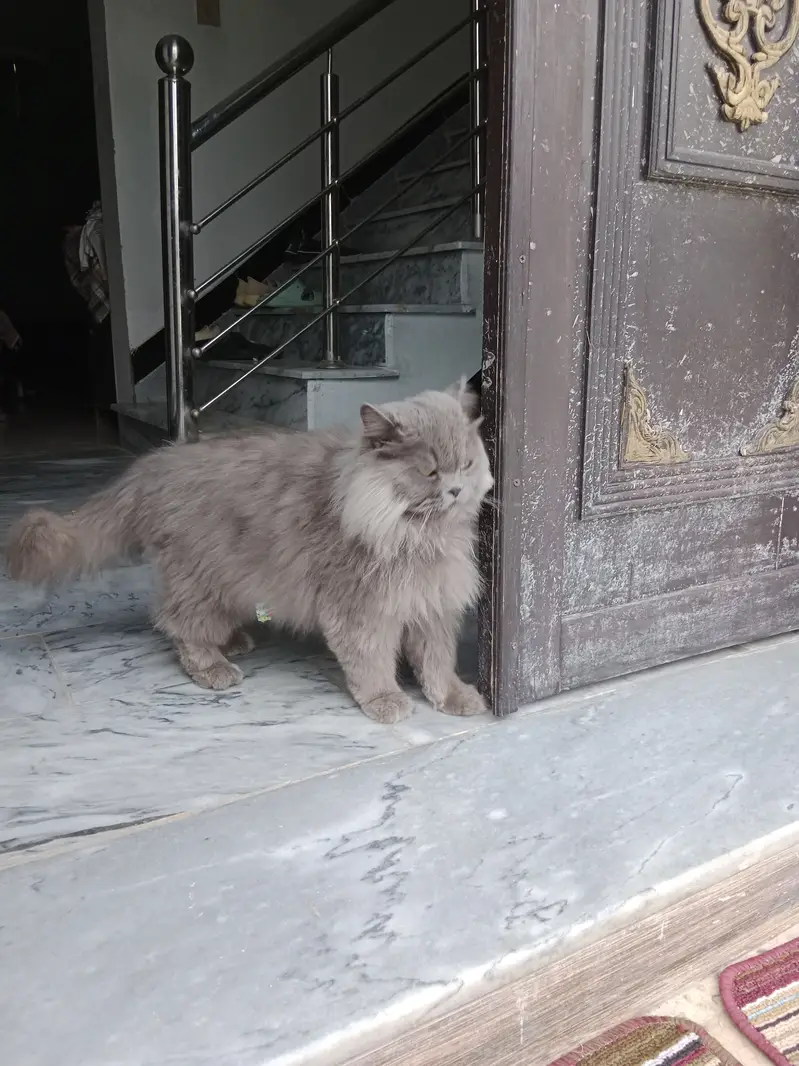 Balo cat — photo 3
