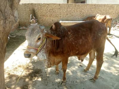 Healthy cow bull