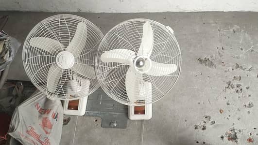Royal fan
