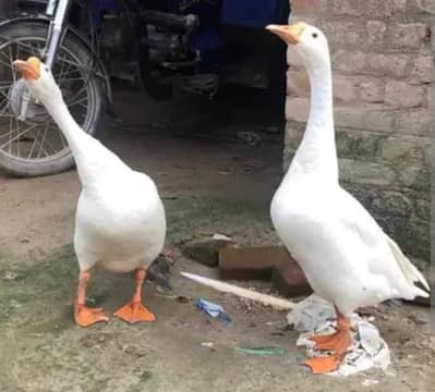 Big White Dacks Pair for Sale
