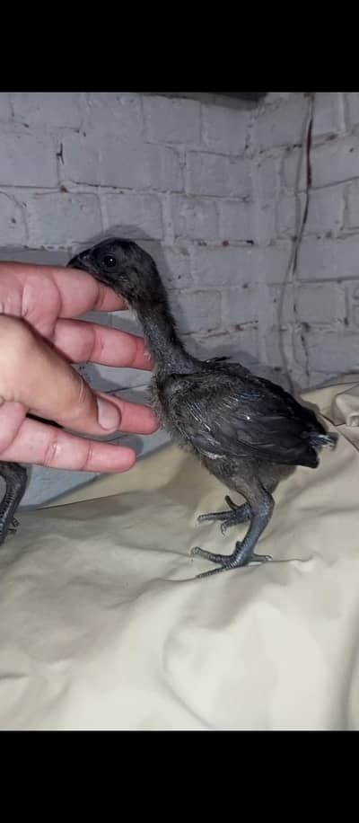 Top Quality dragon chicks 03204048942