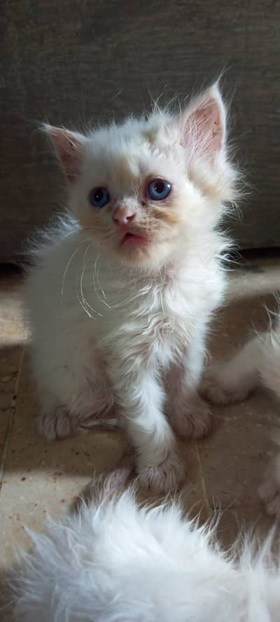 Premium White Doll Face Persian Kitten With Royal Blue Eyes