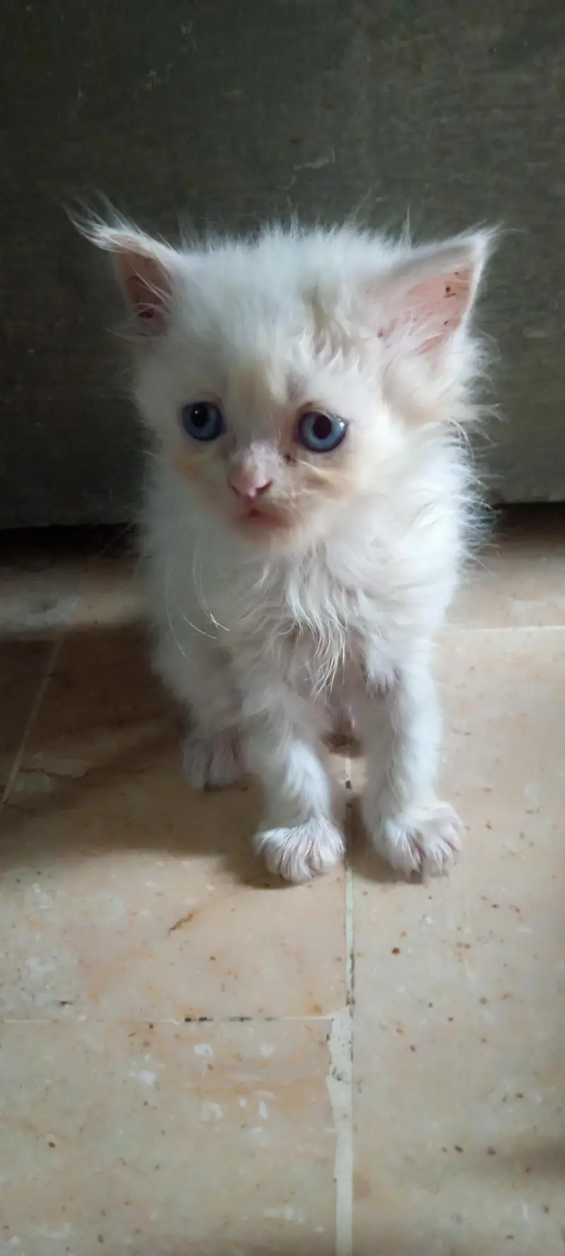 Premium White Doll Face Persian Kitten With Royal Blue Eyes — photo 2