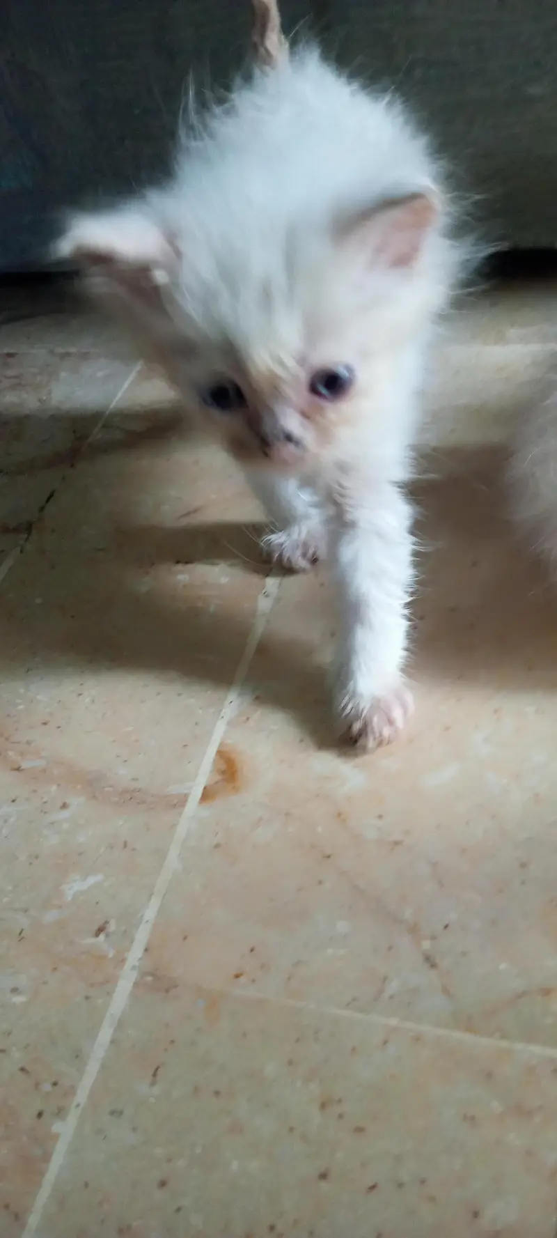 Premium White Doll Face Persian Kitten With Royal Blue Eyes — photo 3